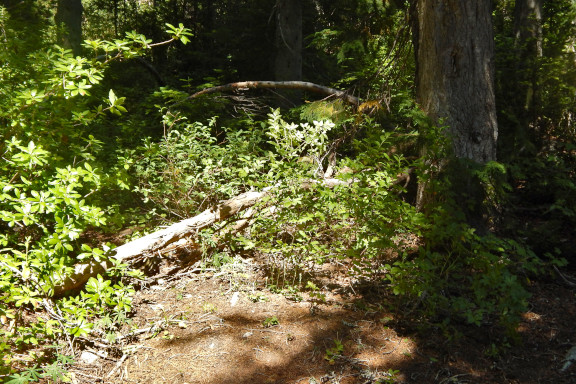 Where the old PCT route meets Trail Creek Trail