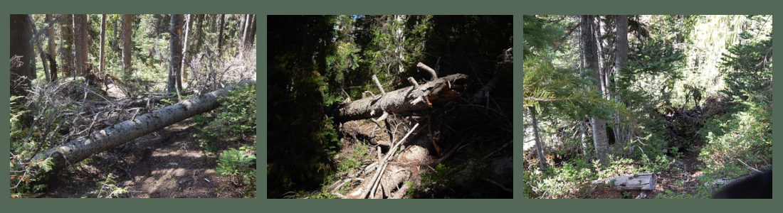 Cathedral Ridge - Trail Creek - Wince map